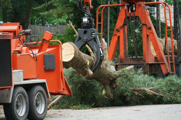 Best Stump Grinding and Removal  in Fox Farm College, WY