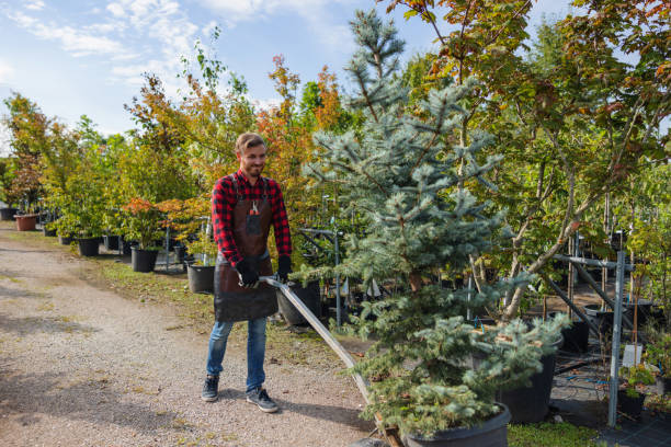 Best Tree Cabling and Bracing  in Fox Farm College, WY