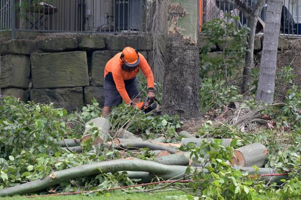 Reliable Fox Farm College, WY Tree Services Solutions